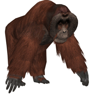 Orangutan PNG-31365